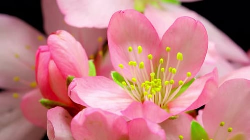 Épanouissement des fleurs, floraison des fleurs