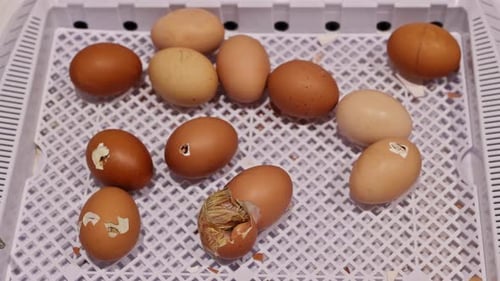 Cracked Eggs and Hatching Chick