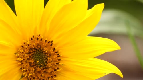 Bright Close Up of a Beautiful Yellow Flower
