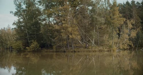 Tranquil Scene of Tall Trees By Lake in Forest