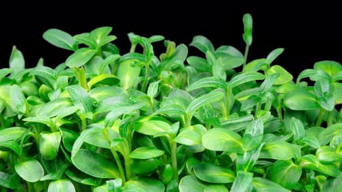 Green Plants Growing in Time-Lapse Against Black Background
