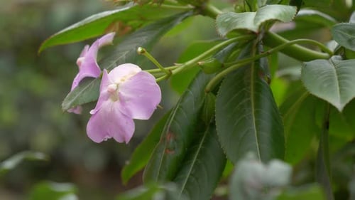 A
foto macro captura flores roxas ou rosa em uma planta. Cores vivas e detalhes intrincados de pétalas