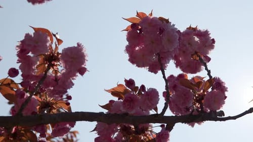 Cherry Blossoms Tree On A Sunny Day. Close-up Shot