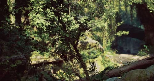 Lush Forest Environment with Vibrant Greenery and Natural Light During Daytime