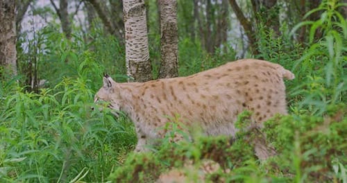 European Lynx Walking in the Forest a Summer Evening