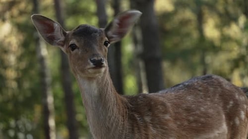 Whitetail spotted young deer looking straight at camera shaking ears close up slow motion