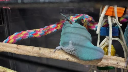 Adorable Blue Monk Parakeet scratches head from perch in bird cage