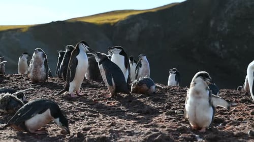Chinstrap Penguins colony grooming in Antarctica coastline