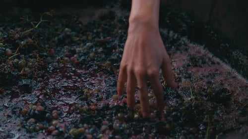 Hand mixing harvested grapes for wine in barrel