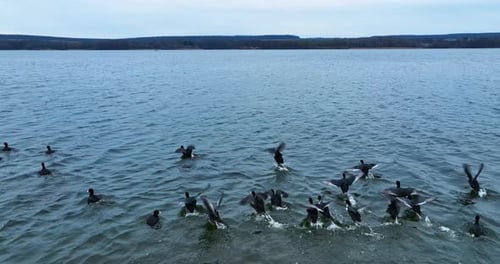 Group of Birds Taking Off from Lake Water