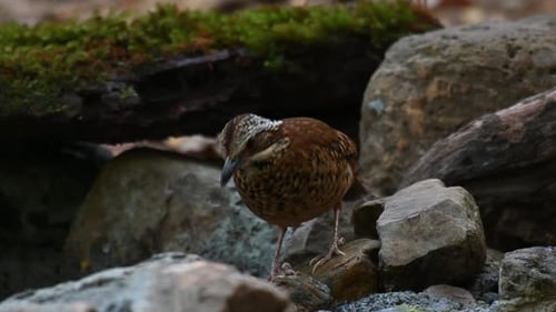 4K macro shot of a wild Eared Pitta, Hydrornis phayrei, chocolate chip cookie coloured bird pecking