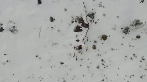 Reindeer Herd Migrating Across Snowy Landscape, Aerial View
