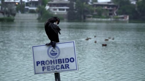 A Black Cormorant Standing on a Prohibited Sign Cleaning Itself at a Harbor