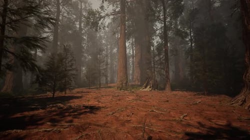 A Lush and Vibrant Forest with Towering Trees Reaching Towards the Sky