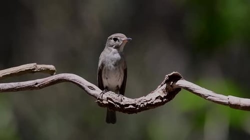 The Asian Brown Flycatcher is a small passerine bird breeding in Japan, Himalayas, and Siberia; migr