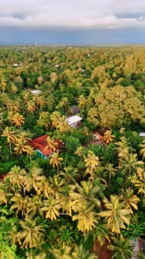 Plusieurs maisons dans les forêts tropicales épaisses. Perspective aérienne sur le Sri Lanka. Vidéo verticale.