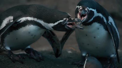 Two Penguins Facing Off with Open Beaks