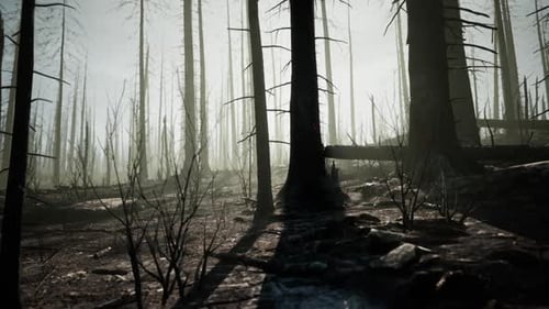 Forest Landscape Showing Aftermath of Wildfire in a Desolate Environment