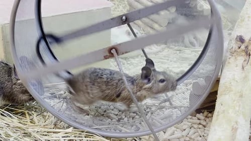 A Rat Runs in a Wheel in a Circle Pets