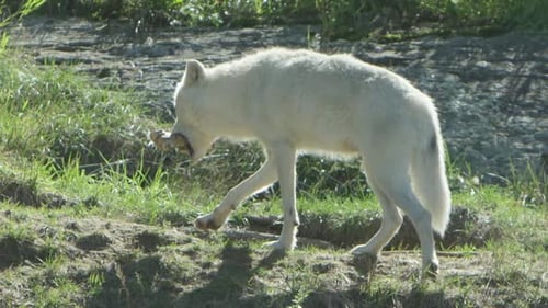 Canadian Wildlife - Arctic wolf walking with bone summer tundra