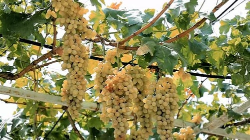 Close up of fresh vineyard grapes