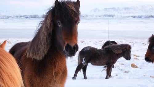 Islandpferde im Winter Landtiere auf der schneebedeckten Wiese Island