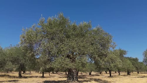 Olive Trees 218