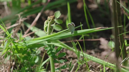Moth Resting on Blade of Grass in Natural Light