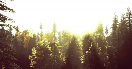 Sunlight Filters Through Vibrant Trees in a Tranquil Forest at Dawn