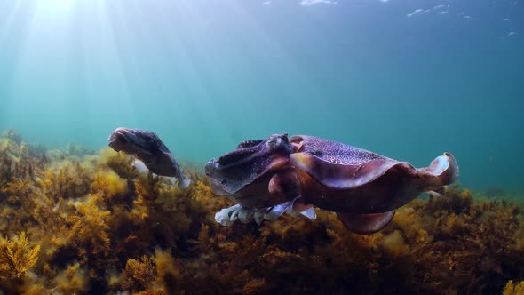 Giant Australian Cuttlefish Sepia apama Migration Whyalla South ...