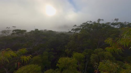 Misty Forest - Early Morning Fly Through