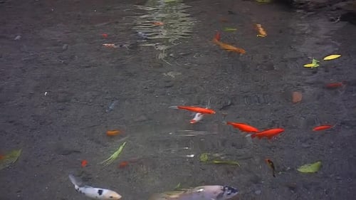 claridad y frescura de los estanques de peces llenos de rocas y peces koi de varios colores. relajación del