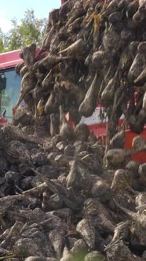 Harvesting Sugar Beets with Machinery Showcasing the Process of Agricultural Production