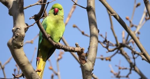 Cotorra anillada (psittacula krameri) hembra, encaramada en ramas, Montpellier, sur de Francia.