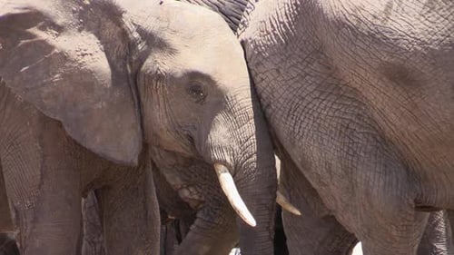Eine Herde afrikanischer Elefanten steht dicht beieinander. Eine junge Frau schlägt mit den Ohren und beginnt sich dann
zu bewegen