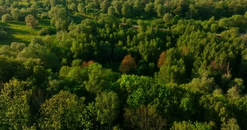View of Dense Forest By River