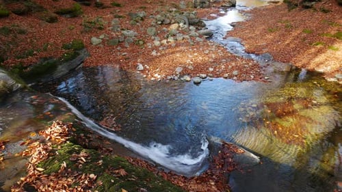 Picturesque stream. Small waterfall. Crystal clear water. Rocky bottom. November. Beech forest leave