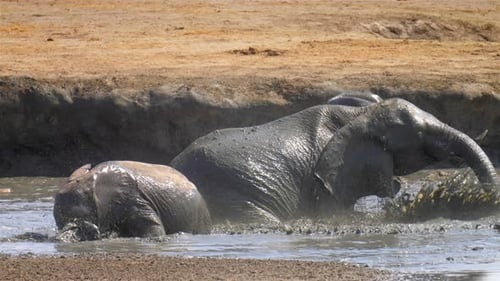 African elephant mother and calf having a mud bath, Africa
