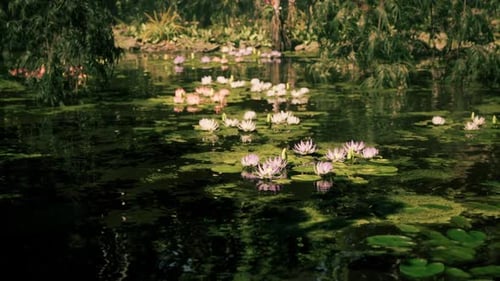Vibrant Water Lilies Blooming in a Tranquil Jungle Setting in Vietnam