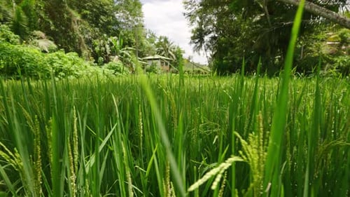 Green Rice Paddy Field Sways in Breeze Ripening Ears of Rice Indicate Organic Cultivation
