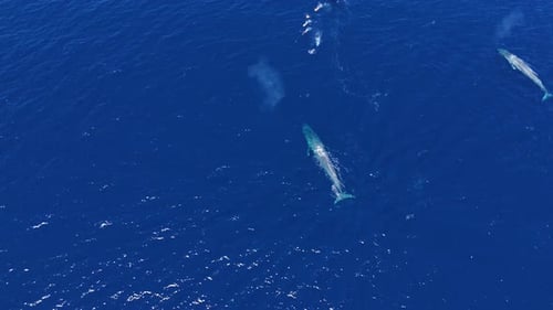 Aerial blue whales