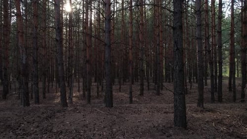 Sun Through Pine Forest