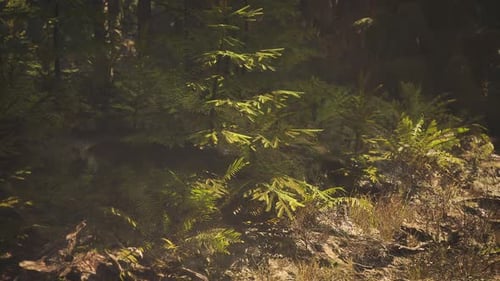 Lush Greenery in a Tranquil Norwegian Forest During Daylight Hours