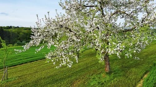 Fruchtiger Baum blüht mit weißen Blüten und steht auf einer Wiese auf dem Land
