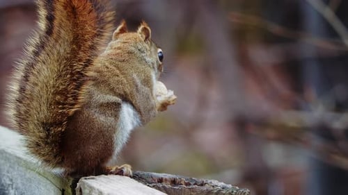Kanadisches Eichhörnchen isst Nüsse im Park Nova Scotia Canada