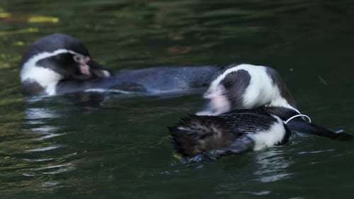 Penguins Swimming and Preening in the Water