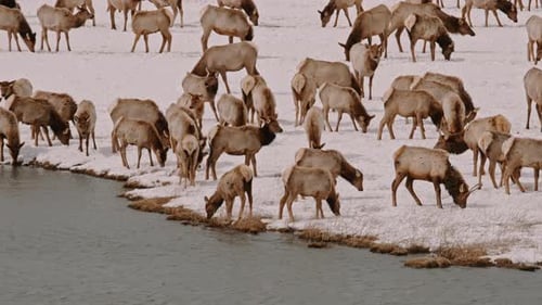 Herd of Animals Grazing Near River in Winter