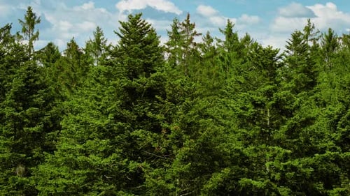 Green Pine Crowns Filling Frame Under Bright Blue Sky Conifer Tops Forming Dense Wall of Foliage in