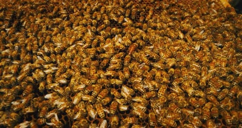 Slow motion macro close up of homegrown bees making honeycombs for procreation and honey extractio