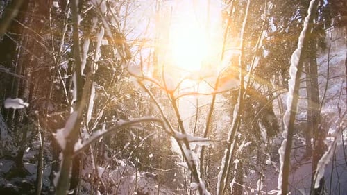Snow Fall Winter Wonderland in Forest Landscape Scenery